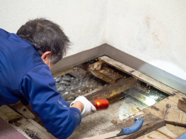 Crawl Space Mold Removal in Lake Darby, OH
