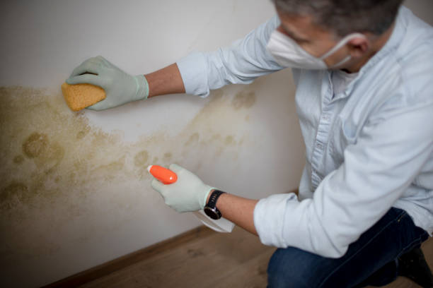 Best Mold Cleaning Services  in Lake Darby, OH