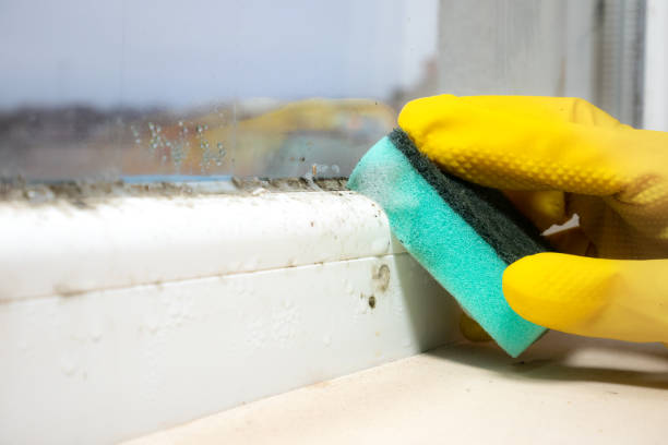 Best Toxic Mold Removal  in Lake Darby, OH