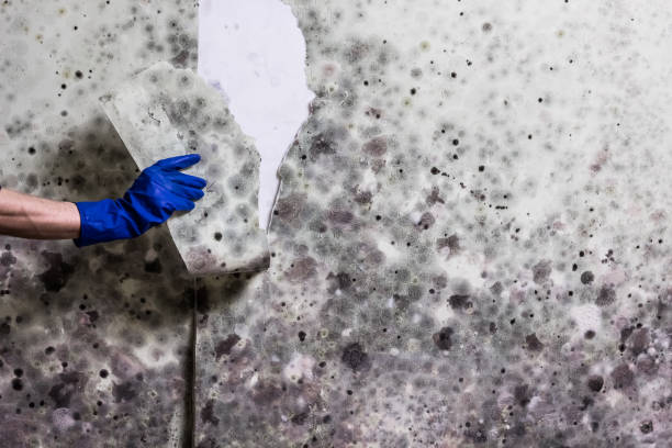 Best Mold Remediation  in Lake Darby, OH